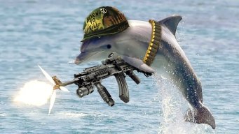 MLGDolphin