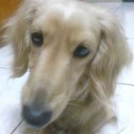 Maple1254683