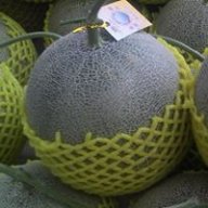c55667g4074