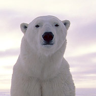 白熊Polar bear