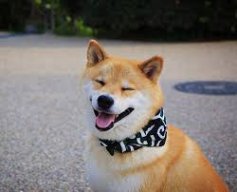 捲捲≧ω≦