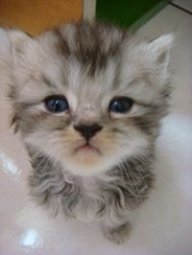 Minidoracat