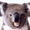 Koala_Steamed