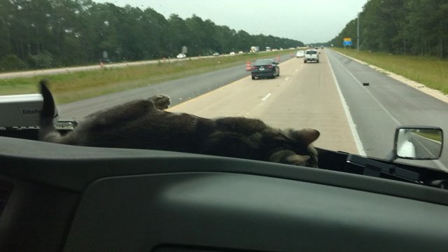 More kitty cuteness!